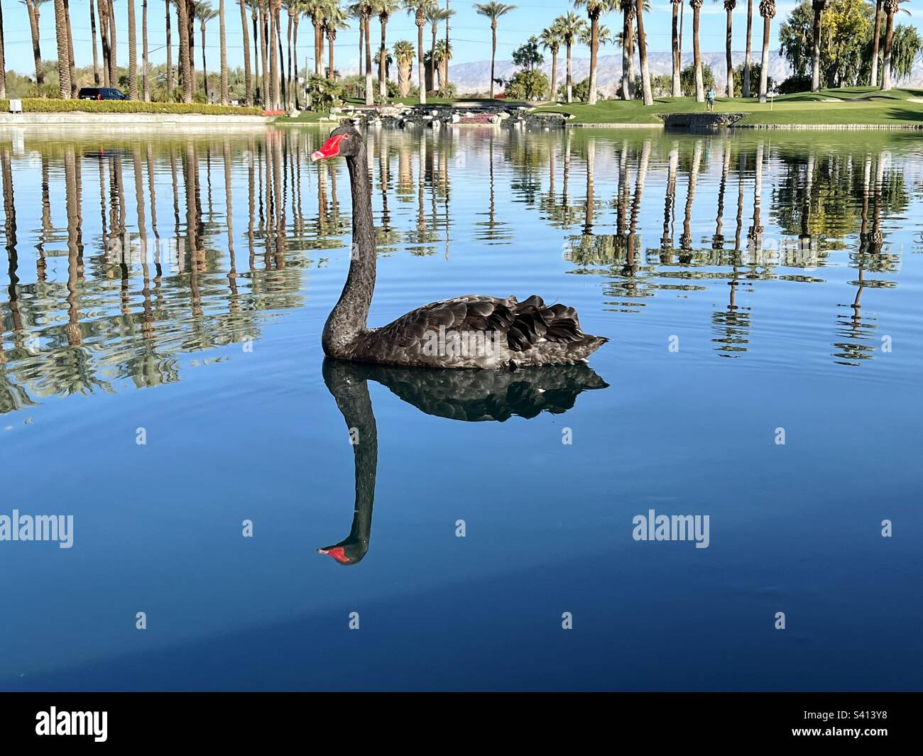 Black Swan galleggiante in acqua con un brillante riflesso di se stesso. Palme e montagne sullo sfondo. Foto Stock