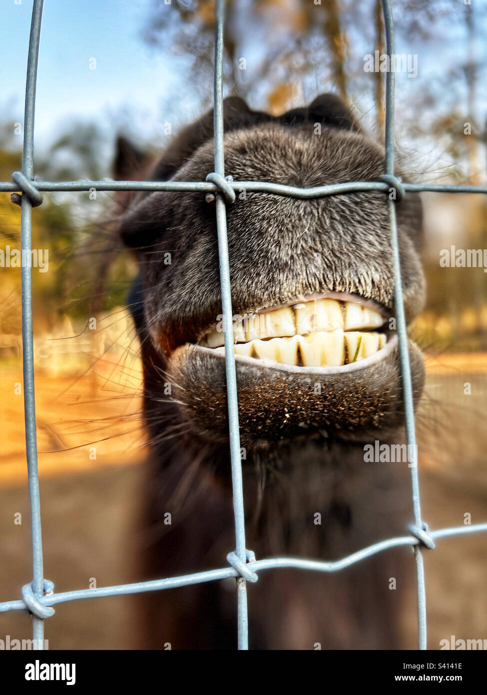 Primo piano di grandi denti, bocca e museruola di cavallo in miniatura dietro la recinzione. Sorridente e divertente. Foto Stock