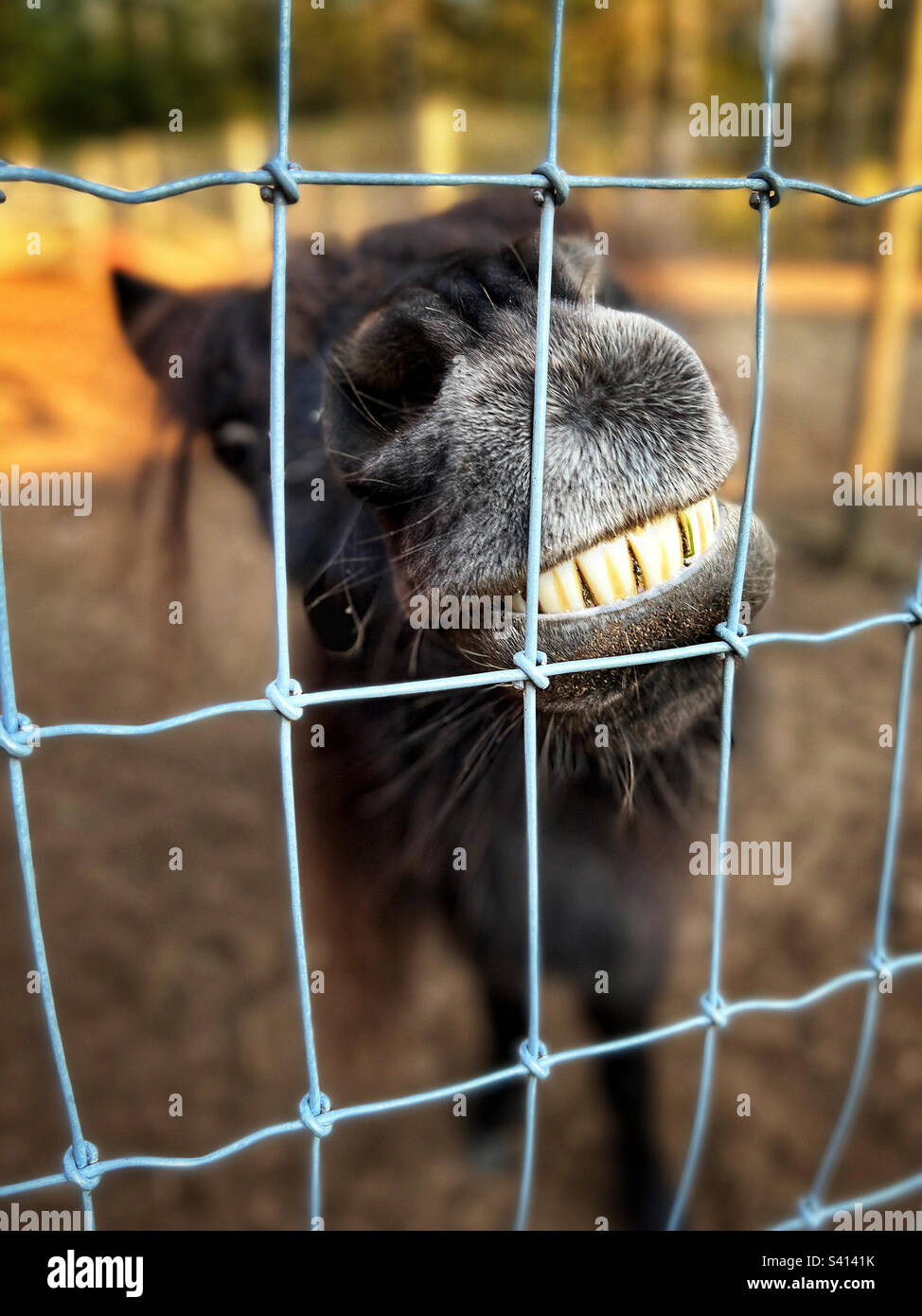 Vecchio, nero in miniatura cavallo si bagnano i denti dietro recinto cercando divertente e sorridente Foto Stock