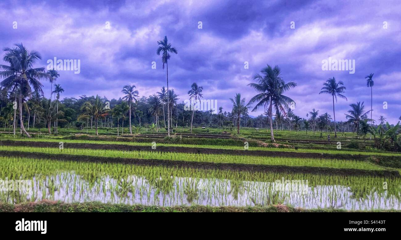 Dalla finestra del treno si gode di una vista sul campo di riso di East Java Foto Stock