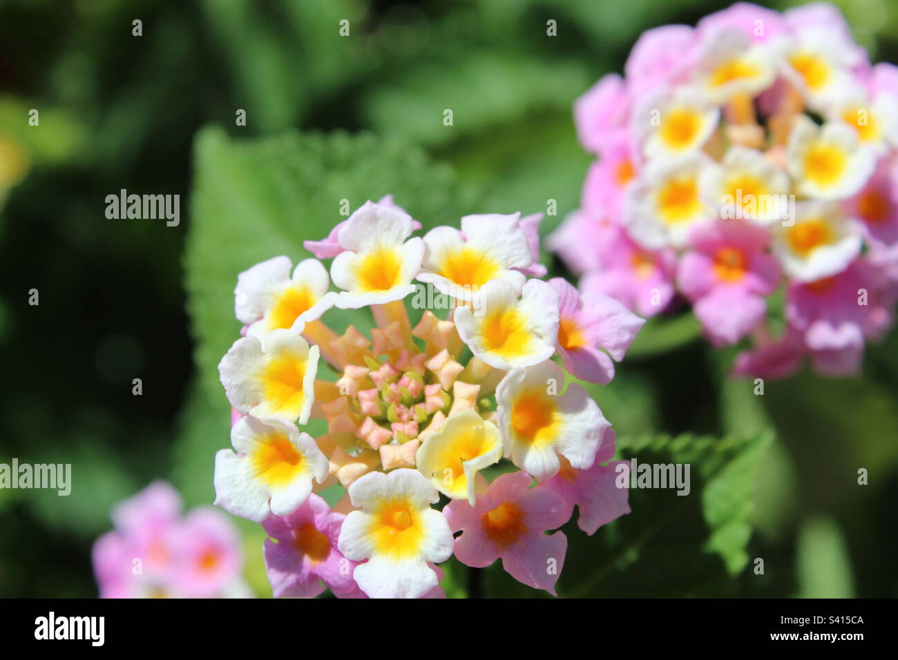 Colori di primavera Foto Stock