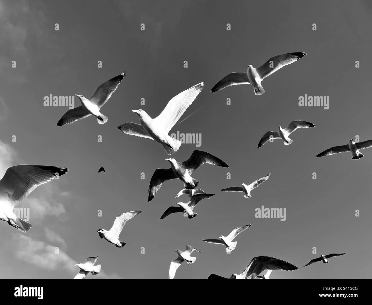 Un gregge di gabbiani Bawdsey Ferry Suffolk Inghilterra - Immagine stock catturata con smartphone