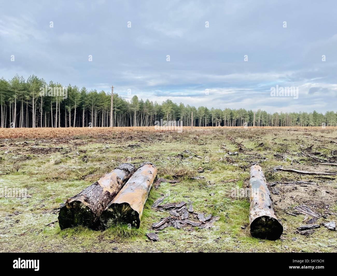 Logging Rendelsham Forest Suffolk Inghilterra Foto Stock