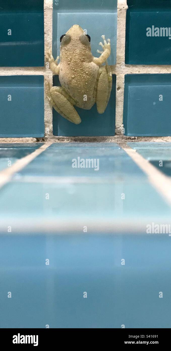 Una piccola rana seduta sulle piastrelle di vetro della parete del bagno Foto Stock