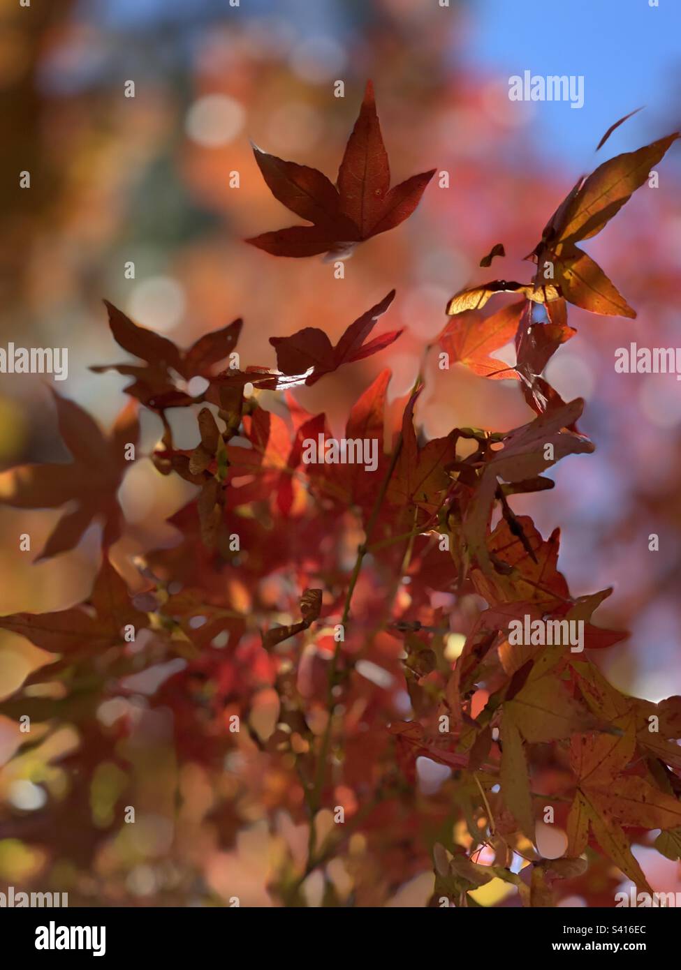 acero durante l'autunno con foglie che assomiglia a farfalle Foto Stock