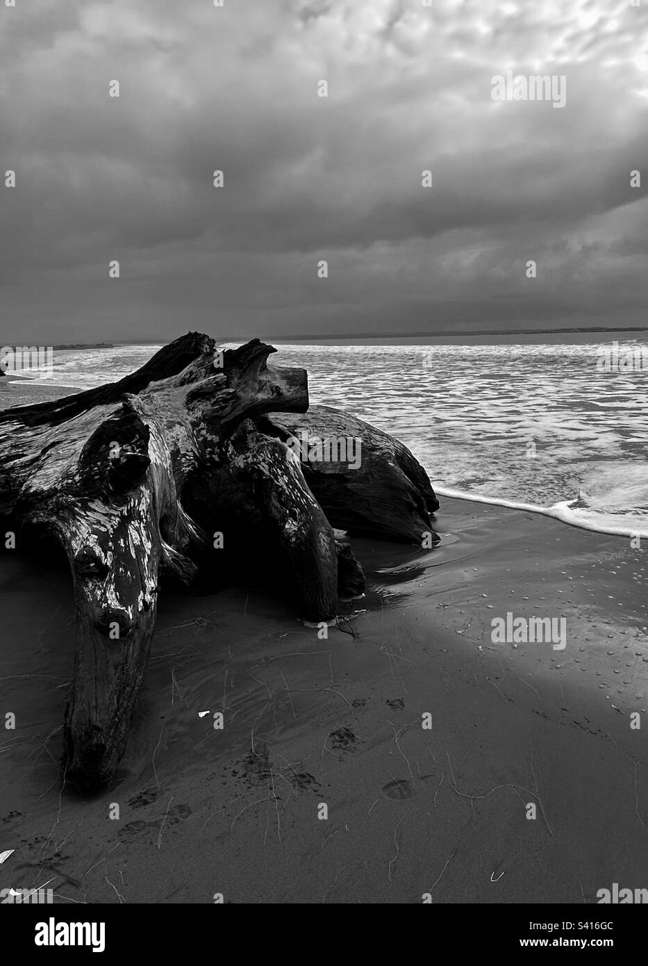 Driftwood- Ocean Shores-WA-USA Foto Stock