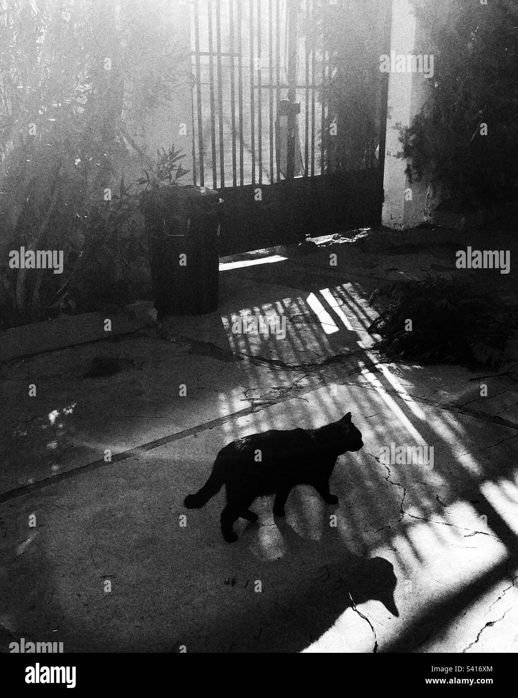 Gatto nero ed è ombra Foto Stock