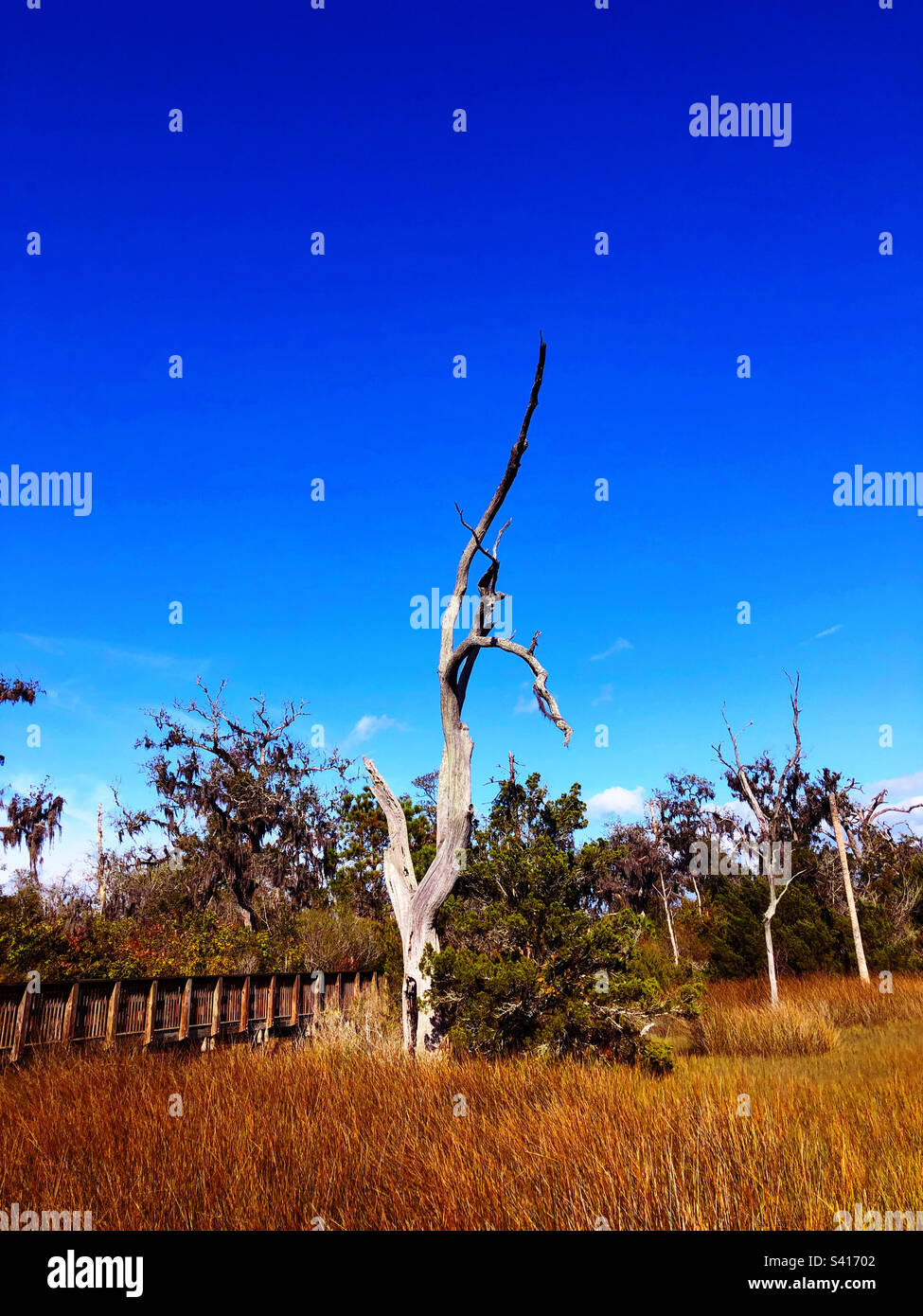 Albero morto nella palude di Cradle Creek Preserve, Jacksonville Beach, Florida, Stati Uniti - Immagine stock catturata con smartphone