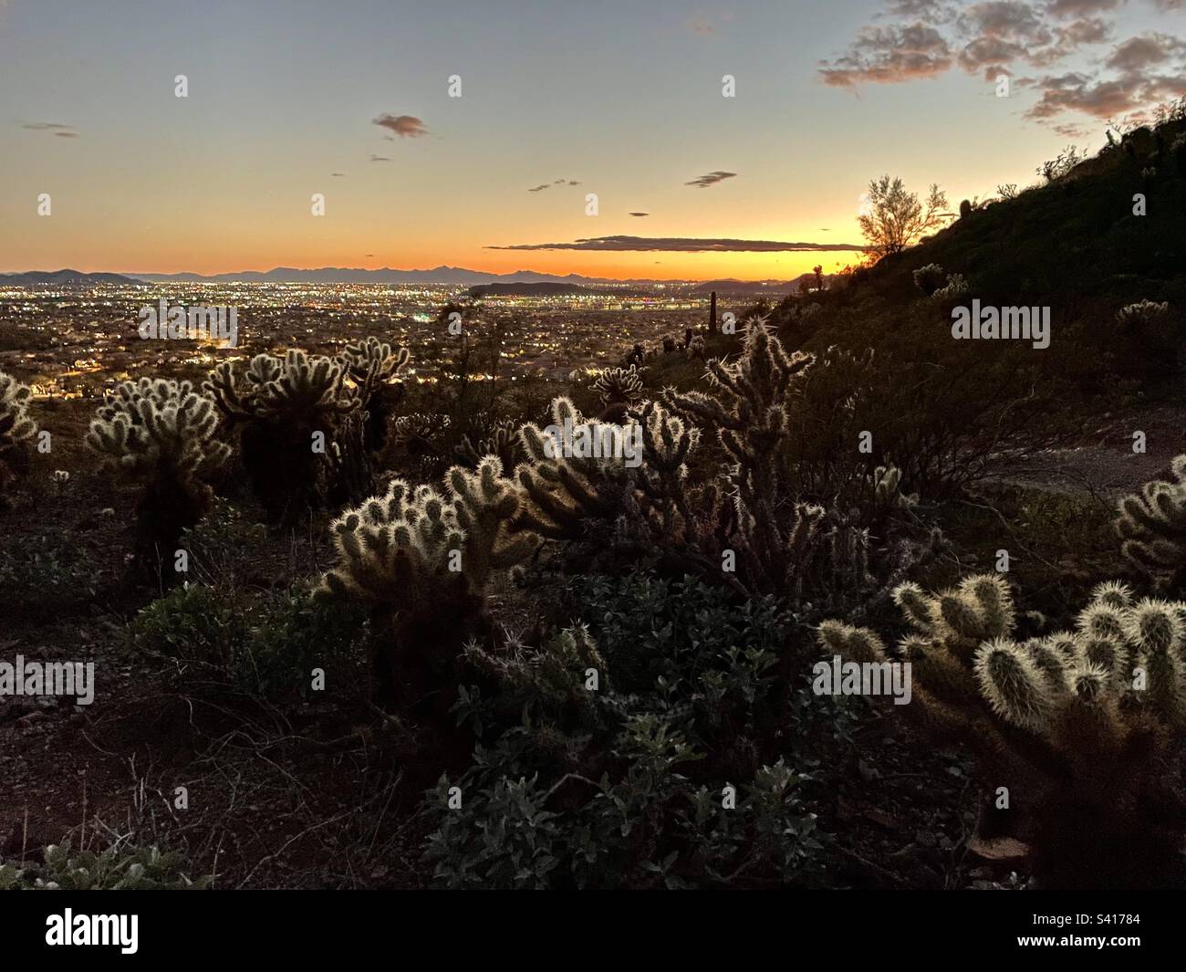 Desert Vista Trailhead, Arizona tramonto retroilluminazione cholla cactus, cielo dorato, luci della città, nuvole sparse, Phoenix, Riserva sonora Foto Stock