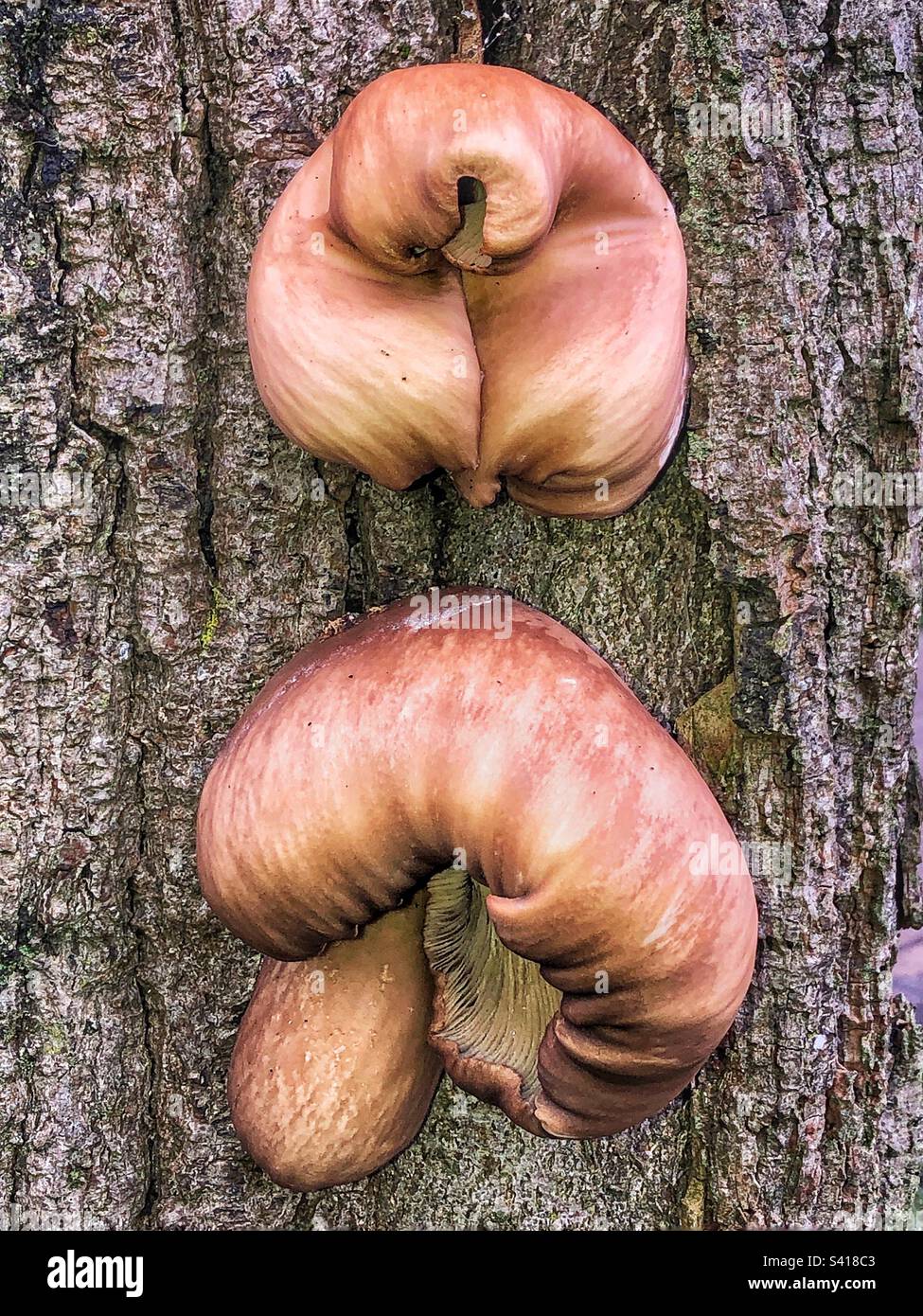Fungo in gennaio crescere su albero nel parco, Eastleigh Hampshire Regno Unito - Immagine stock catturata con smartphone