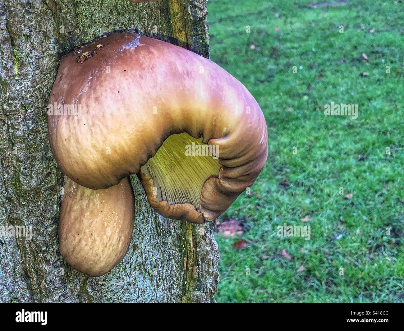 Fungo in gennaio crescere su albero nel parco, Eastleigh Hampshire Regno Unito - Immagine stock catturata con smartphone