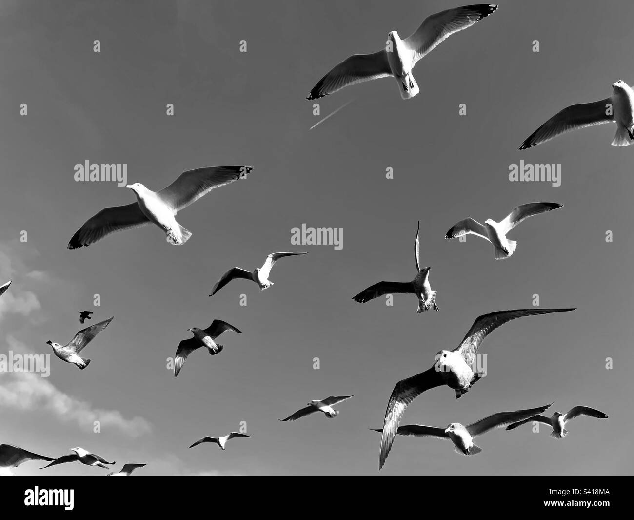 Flock of Seagulls Foto Stock