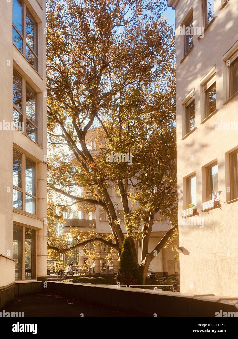 Vecchio aereo londinese (Platanus) albero incuneato tra edifici moderni - Immagine stock catturata con smartphone