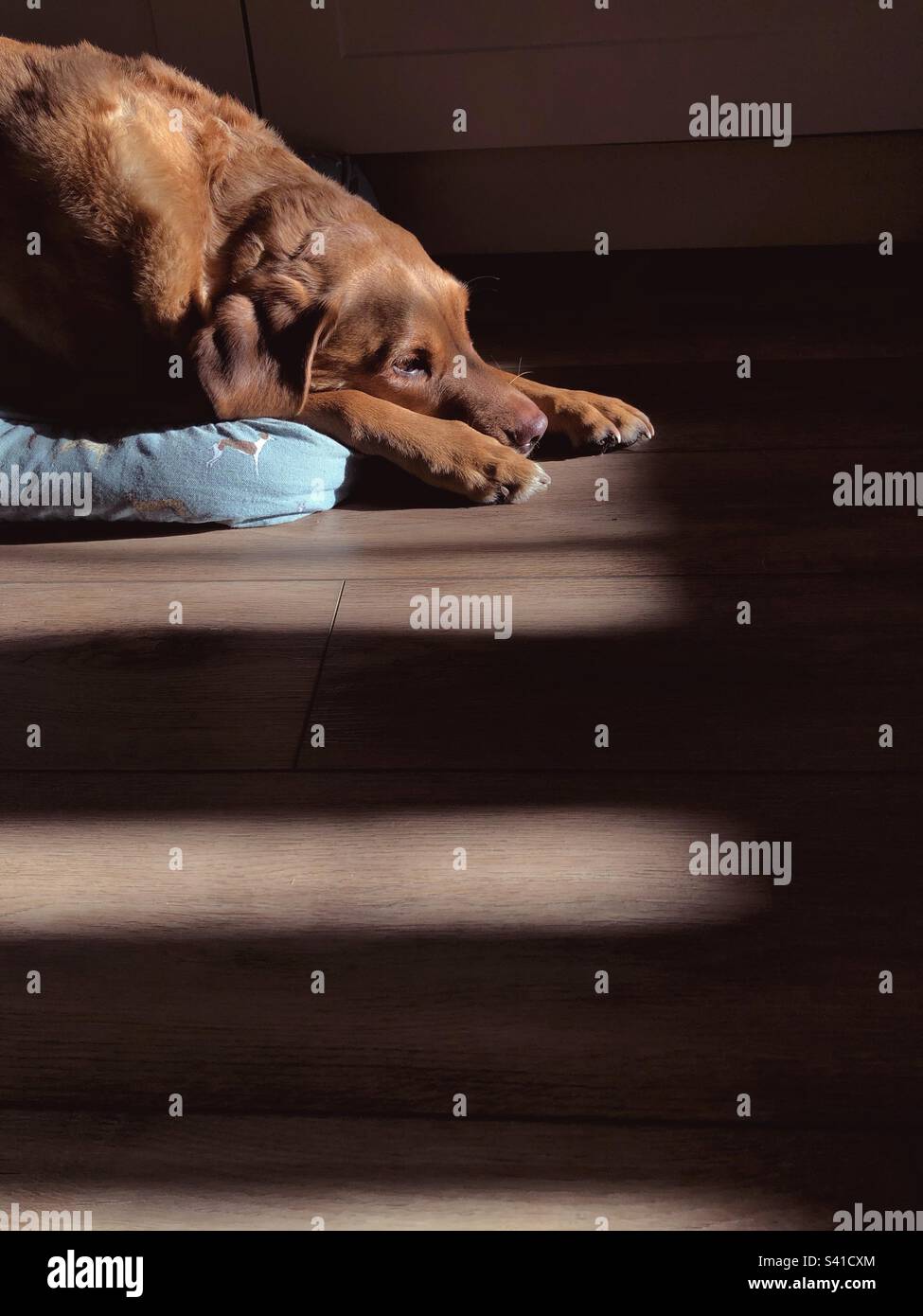 Un cane Labrador Retriever stanco che dorme sonni sonni tranquilli in una casa con alberi di luce solare da una finestra in un'immagine ad alto contrasto Foto Stock
