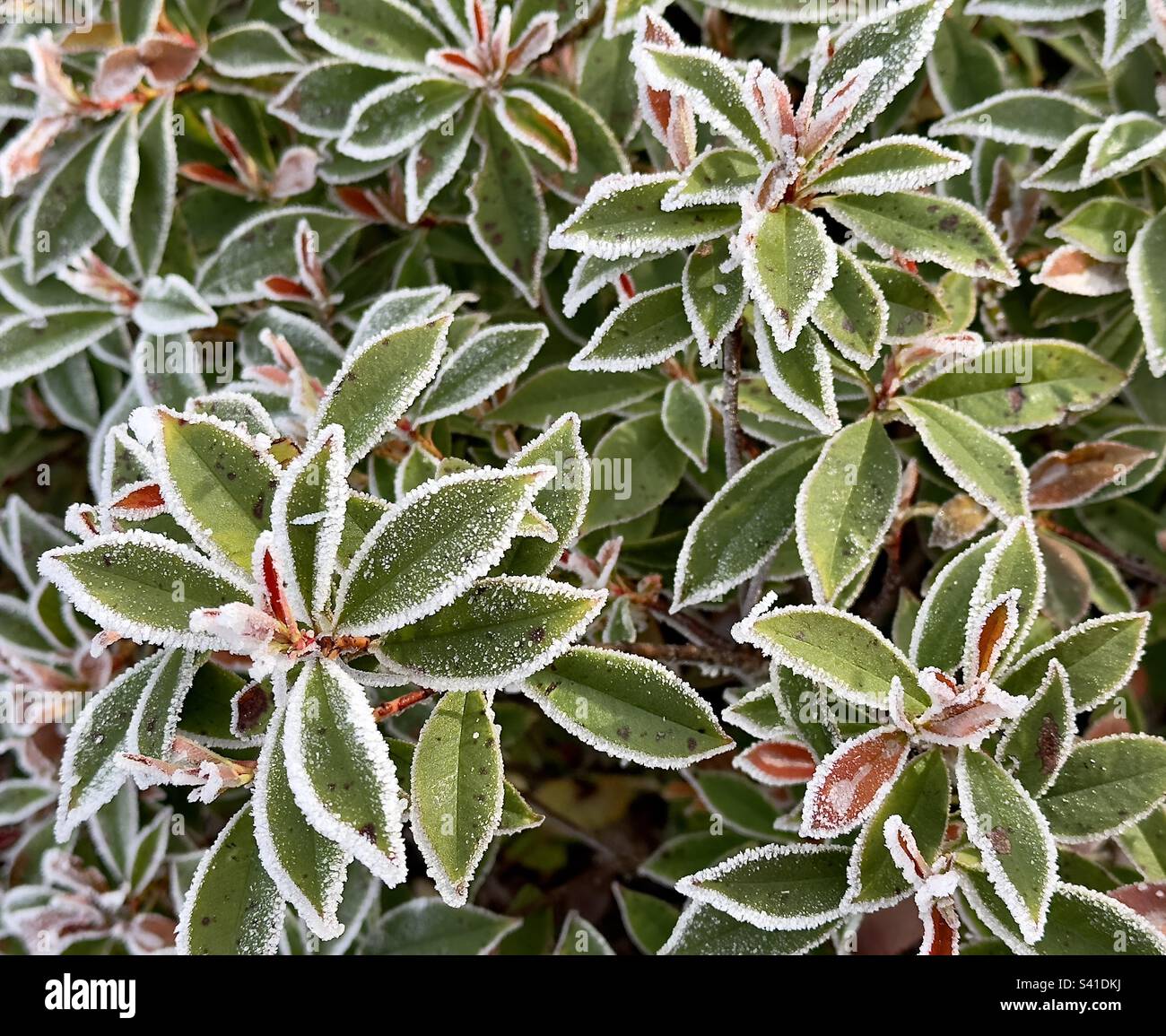 Vegetazione frost borded in un centro commerciale Worcestershire Foto Stock