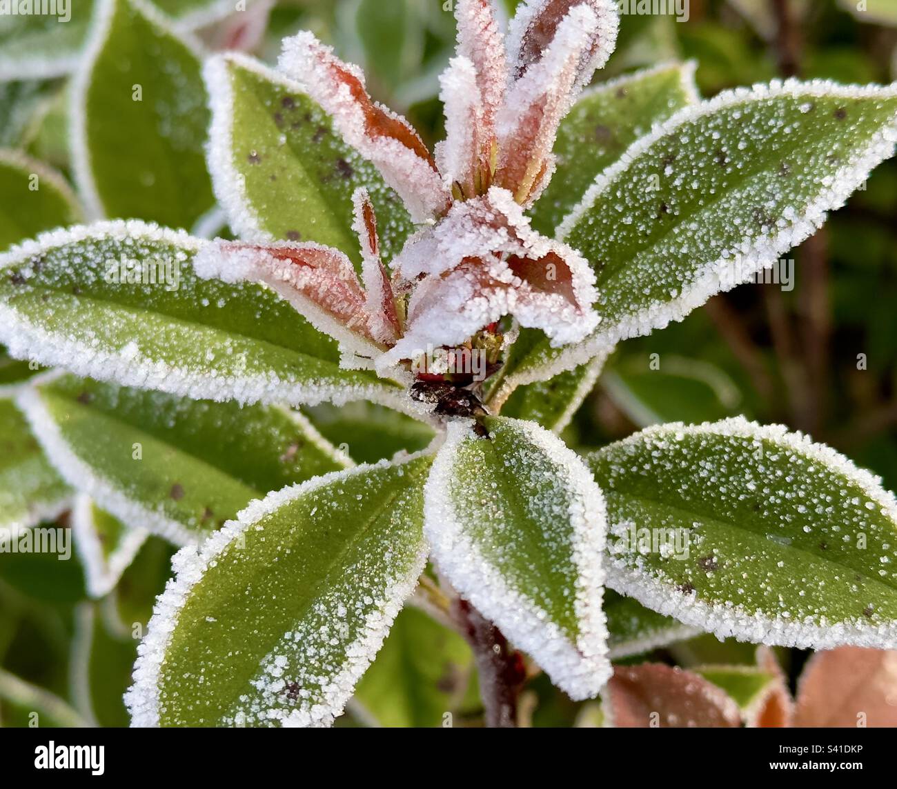 Frizzante. Vegetazione frost borded in un parco commerciale Worcestershire. Foto Stock