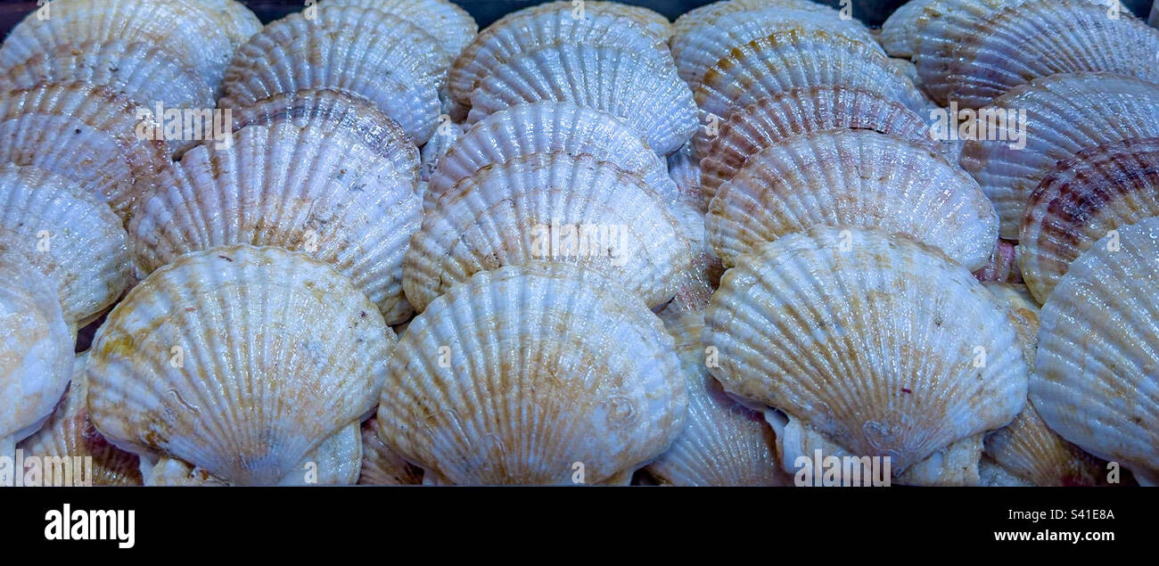 Sistemazione di capesante fresche nel mercato asiatico locale Foto Stock