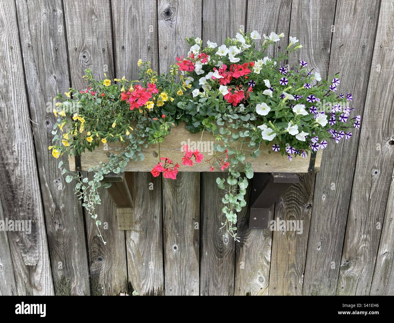 Scatola di legno riempita con fiori estivi su una parete di legno a Stowe, Vermont, USA - Immagine stock catturata con smartphone