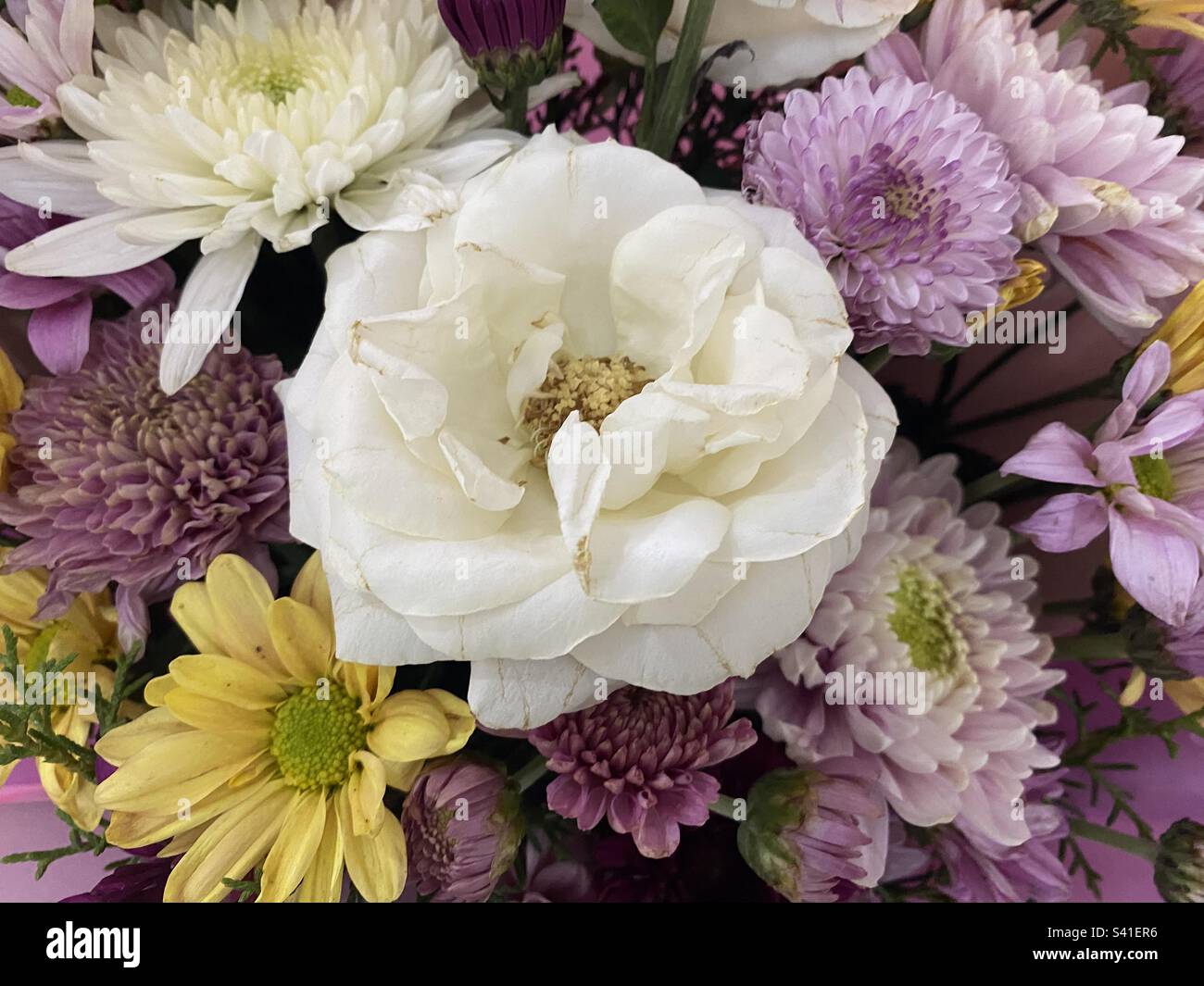 Fiori colorati con fiori bianchi al centro Foto Stock