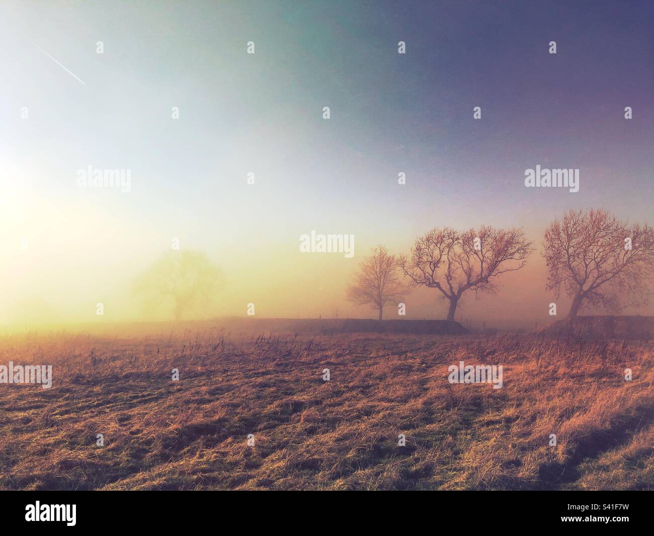 Nebbia che si avvolse su campi e alberi in una giornata misteriosa Foto Stock