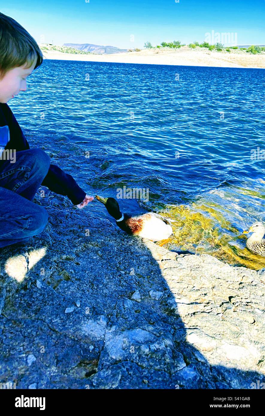 Ragazzo nutrire l'anatra al lago Pleasant in Arizona Foto Stock