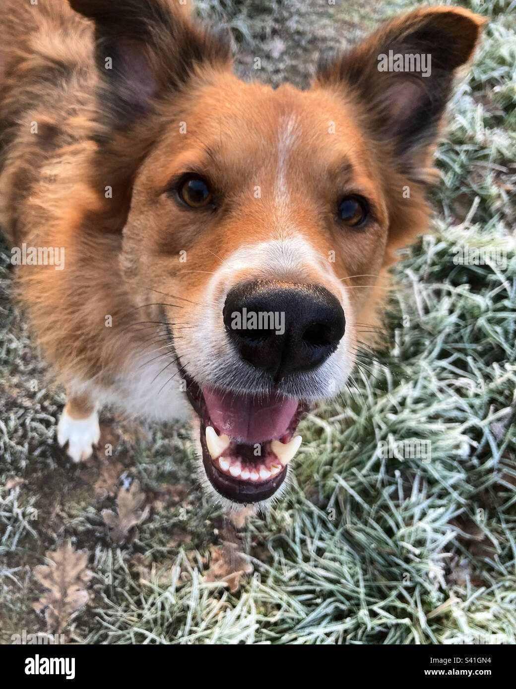 Bordo collie, cane sorridente Foto Stock