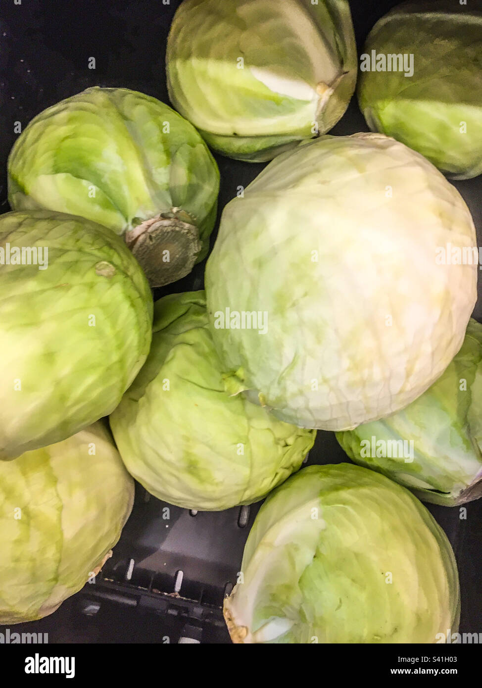Cavolo bianco sul mercato agricolo - Immagine stock catturata con smartphone