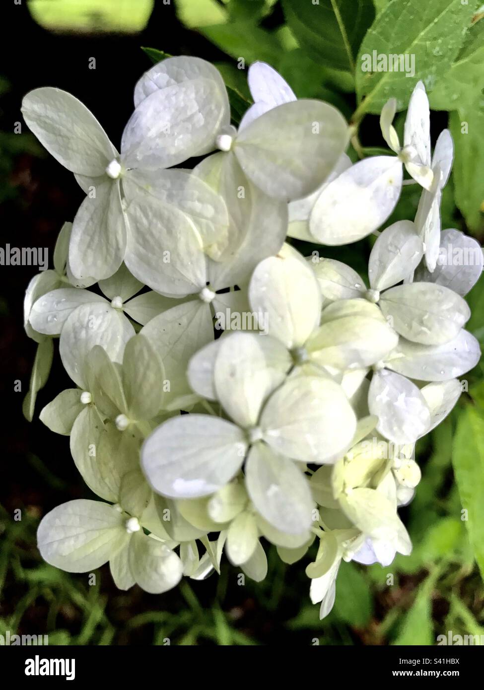 Luce limite Hydrangea Foto Stock