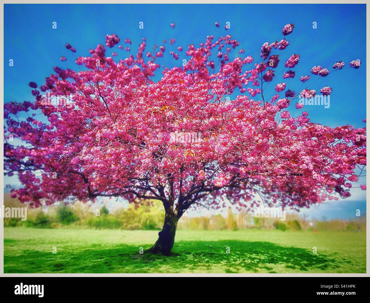 Fiore di primavera. - Immagine stock catturata con smartphone