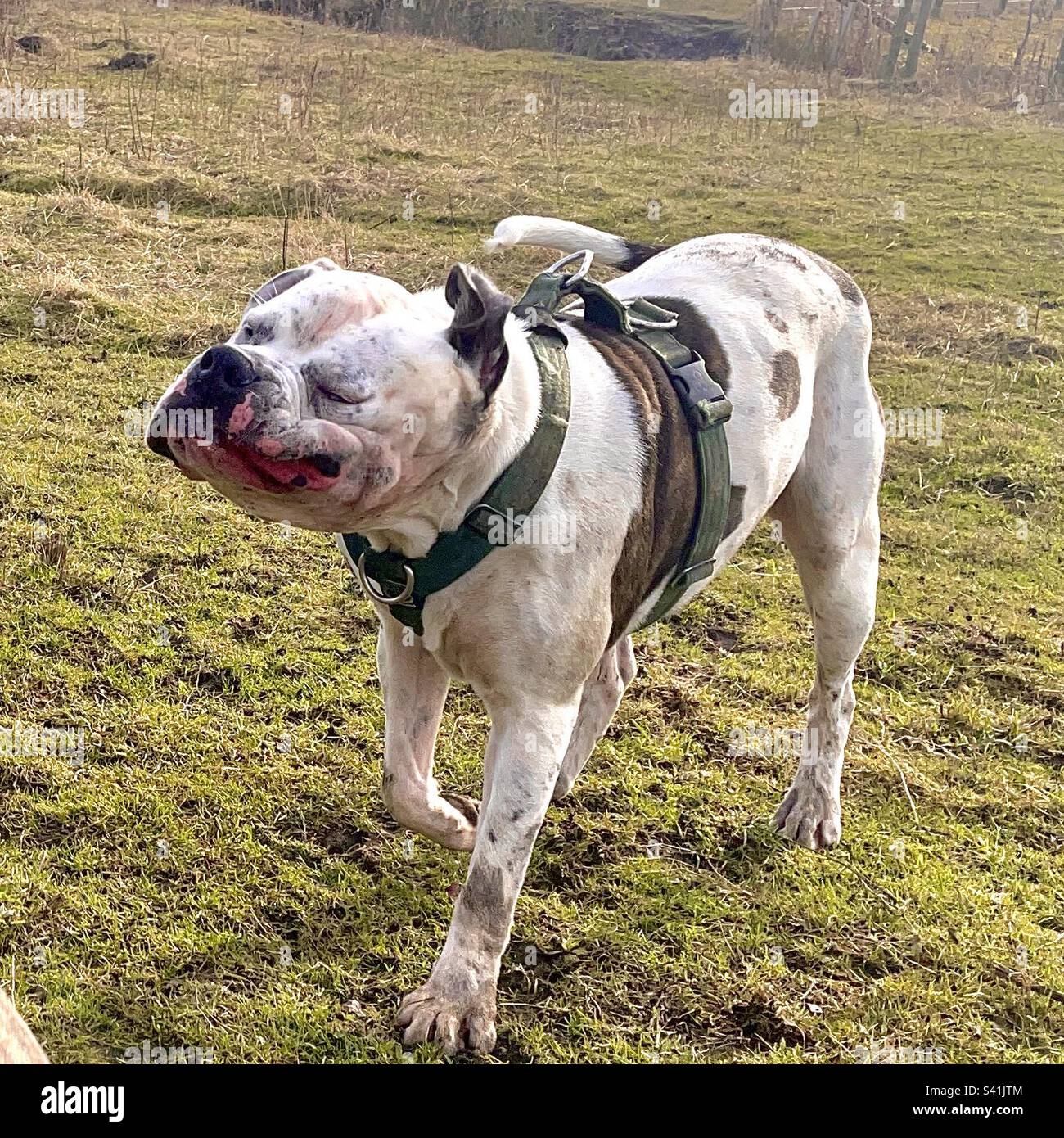 Scatto di azione del cane Foto Stock