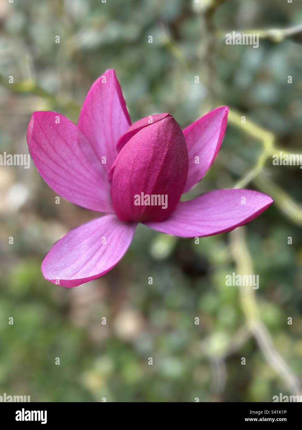 magnolia rosa fiorisce Foto Stock