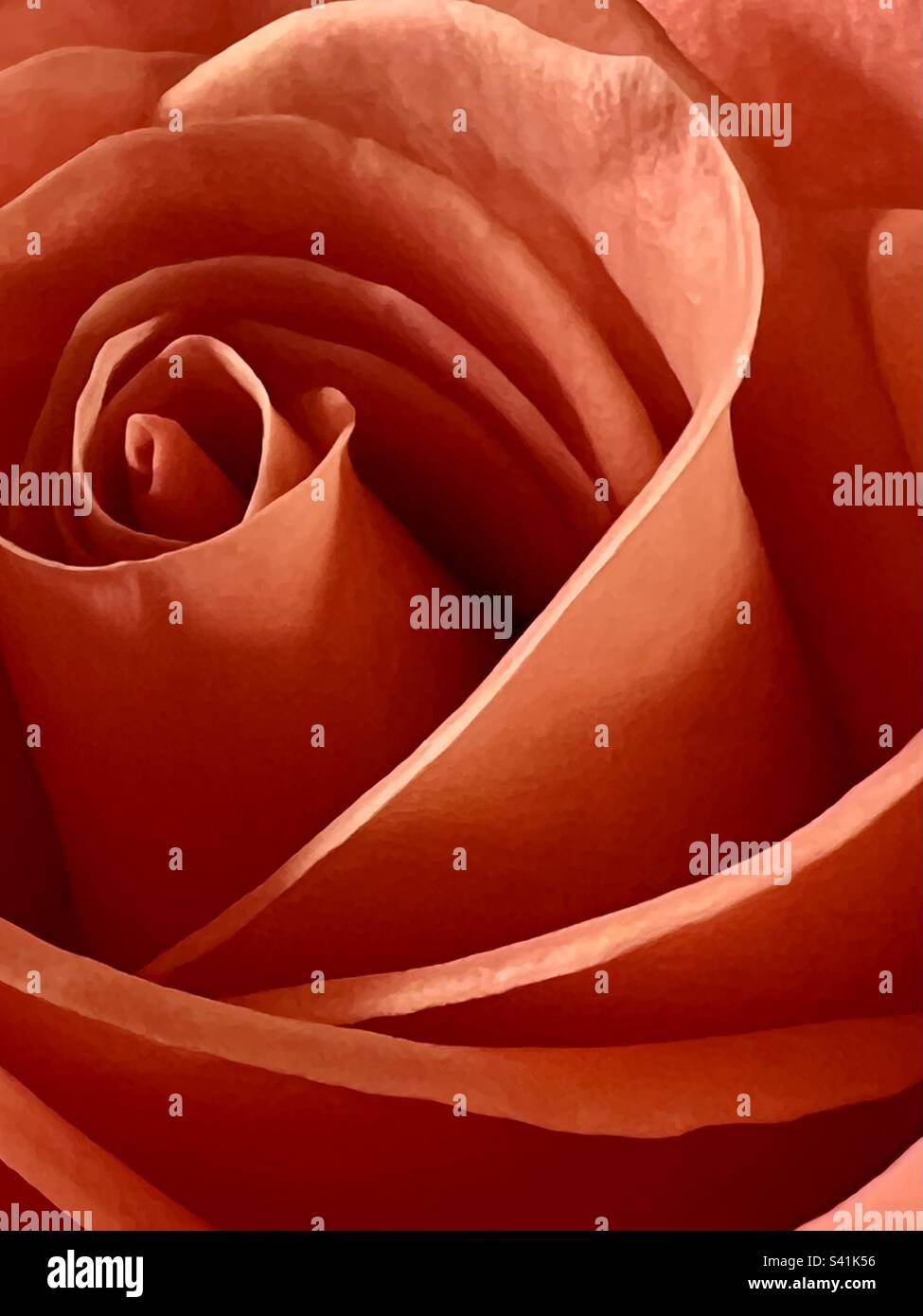 Arancione Rosa close up Foto Stock