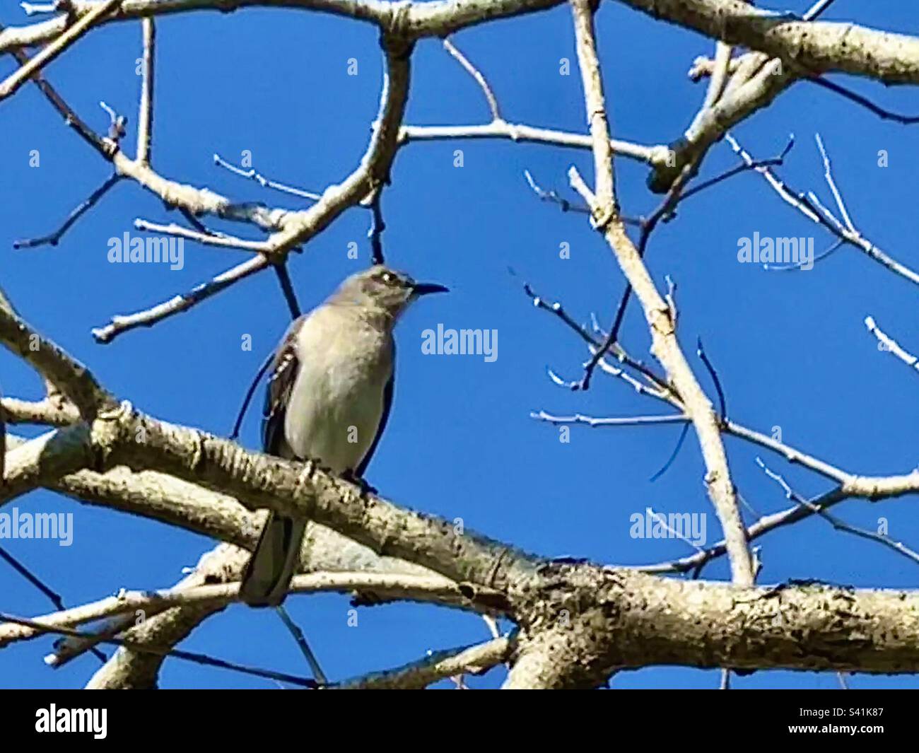 Gli uccelli su un ramo Foto Stock