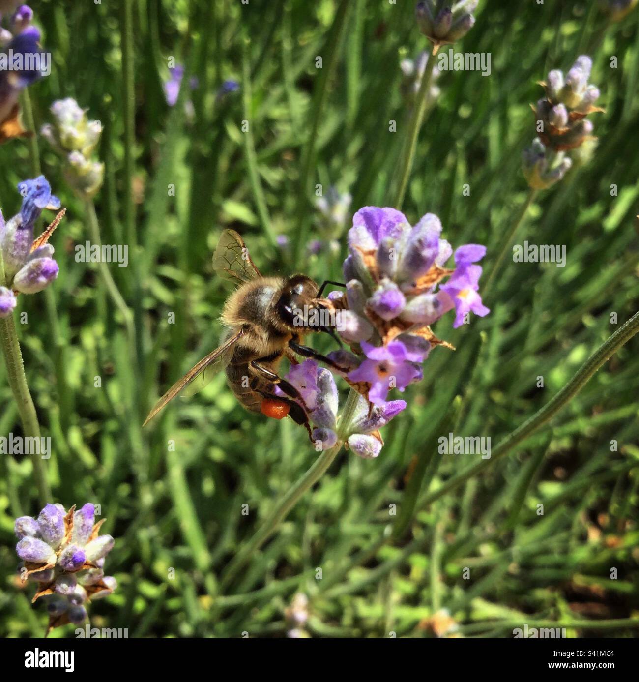 Ape del miele sulla lavanda, Catalunya, Spagna. Foto Stock