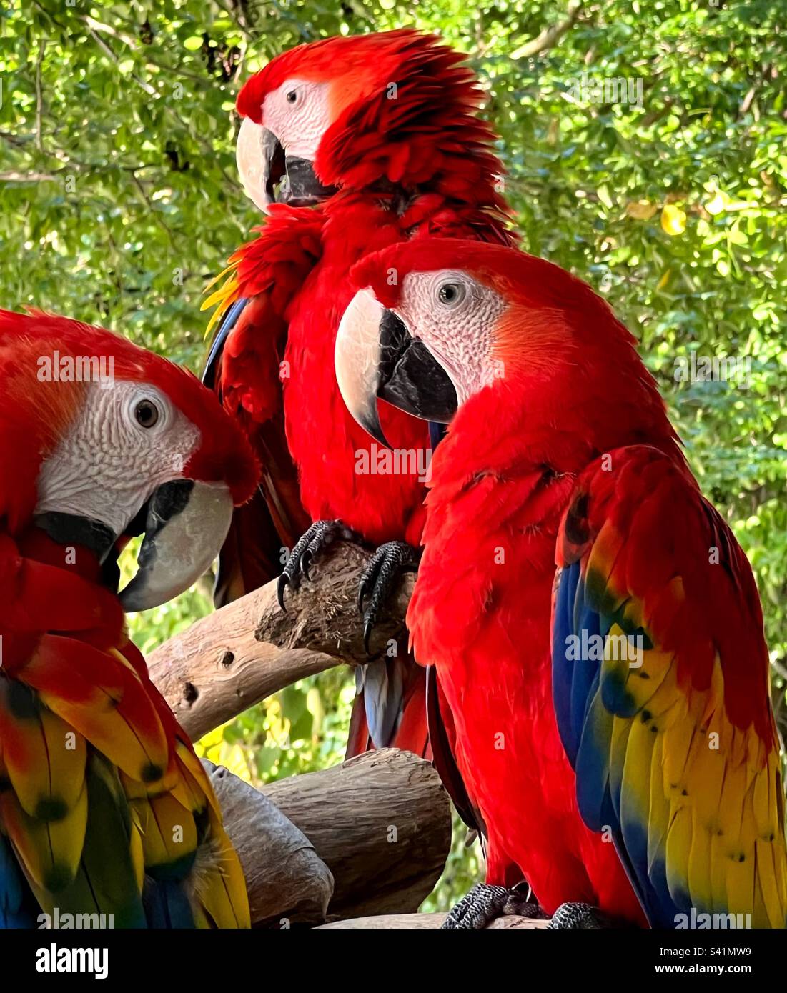 Macaws rosso e verde, Ara Chloropterus Foto Stock