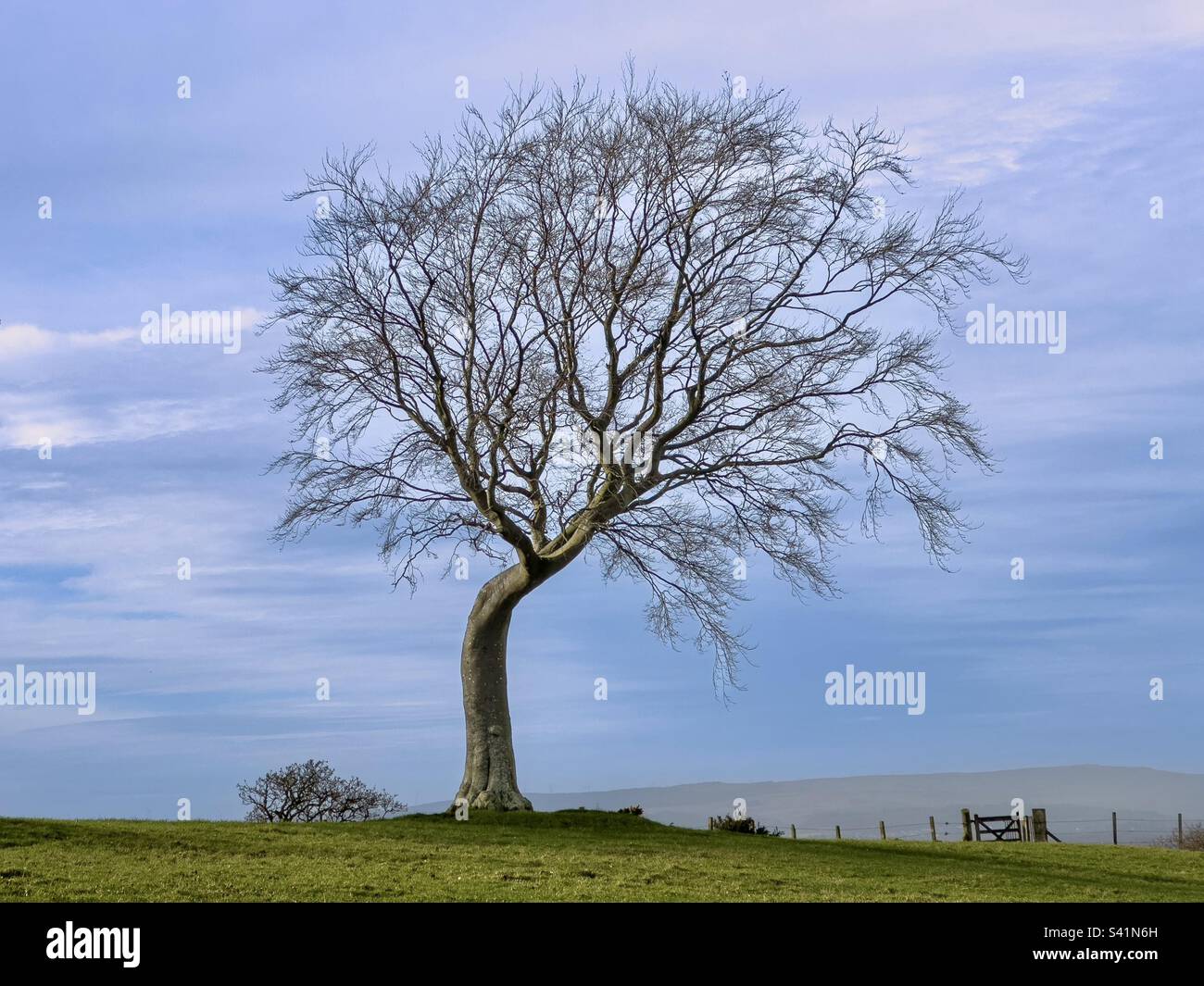 Bene l'albero alterato Foto Stock