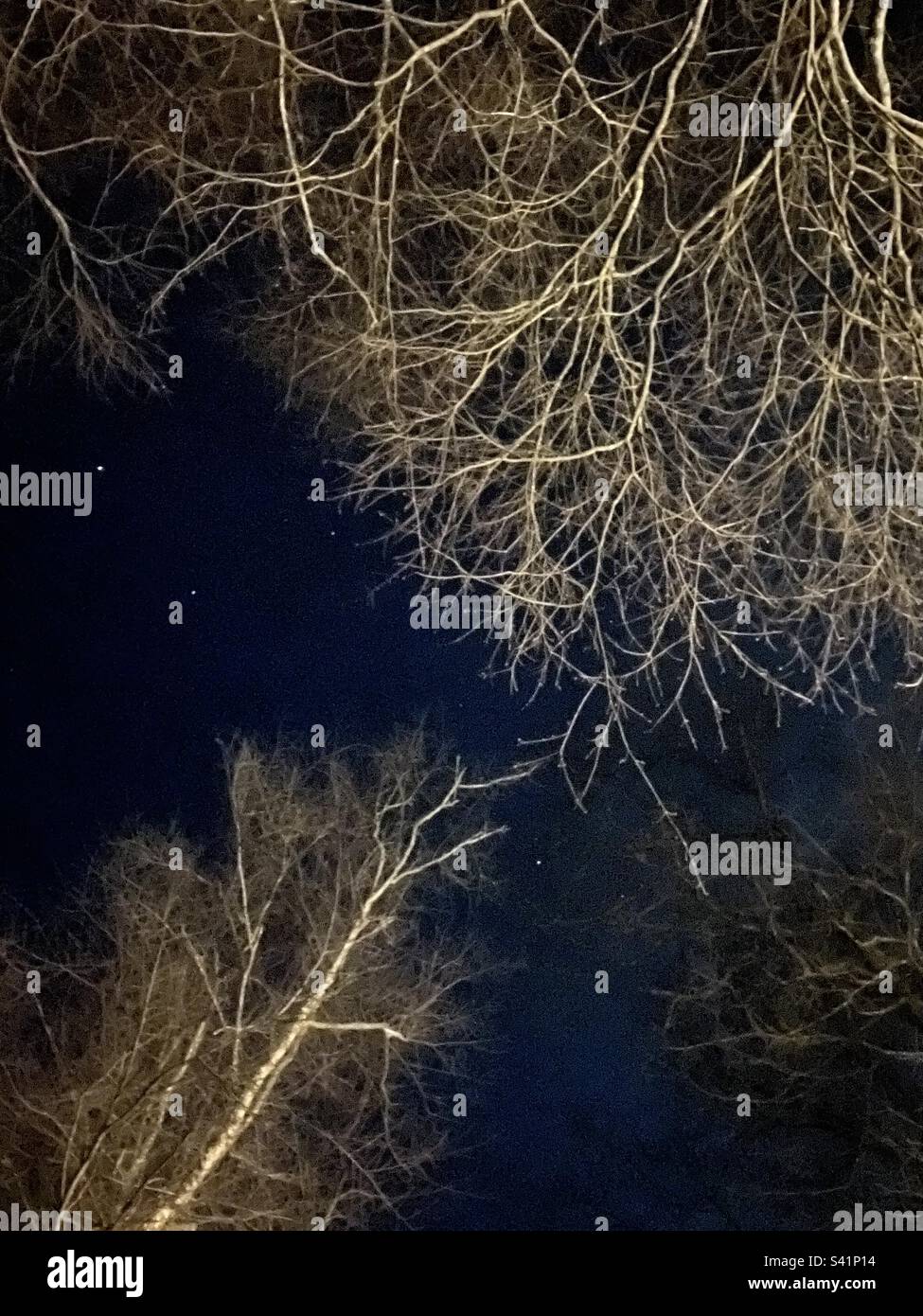 Notte stellato e alberi Foto Stock