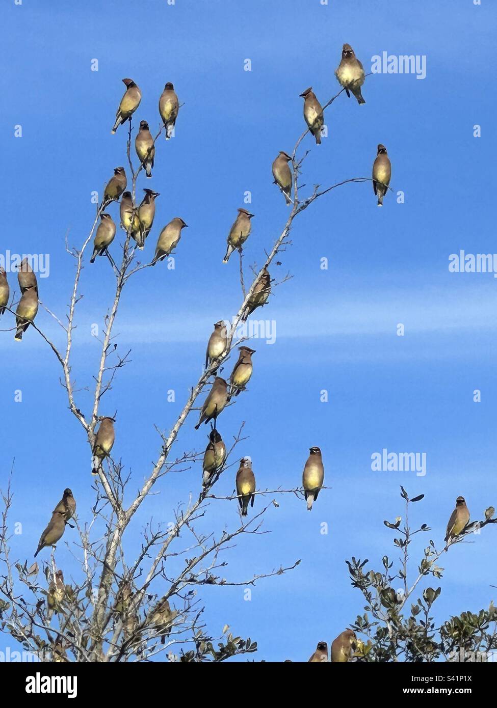 Cedar Waxwings uccelli un tipo molto sociale di uccelli, molto raramente visto da solo. Foto Stock
