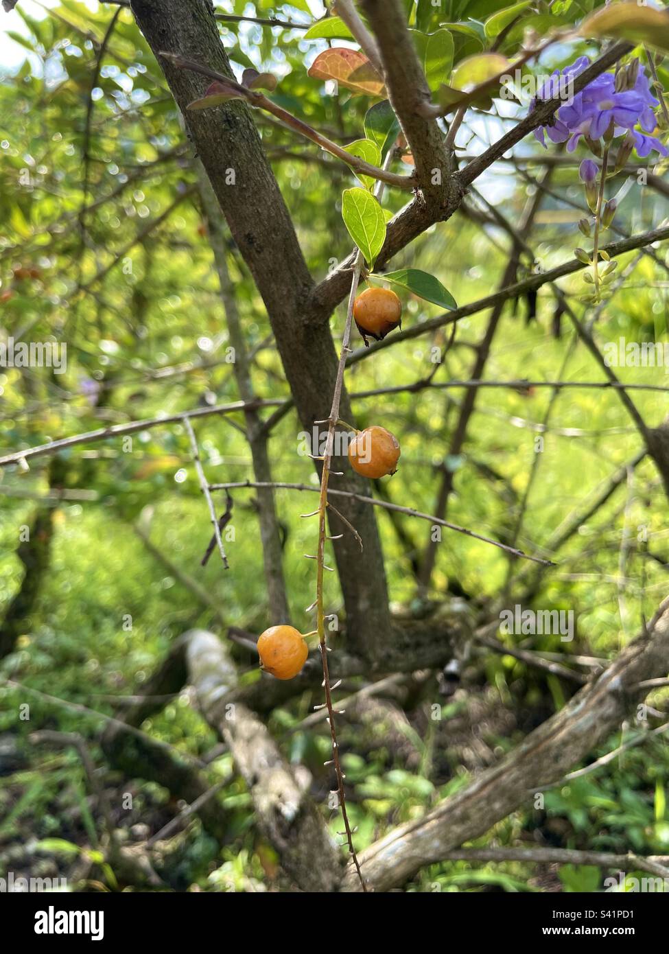 Piccola frutta di colore arancione Foto Stock