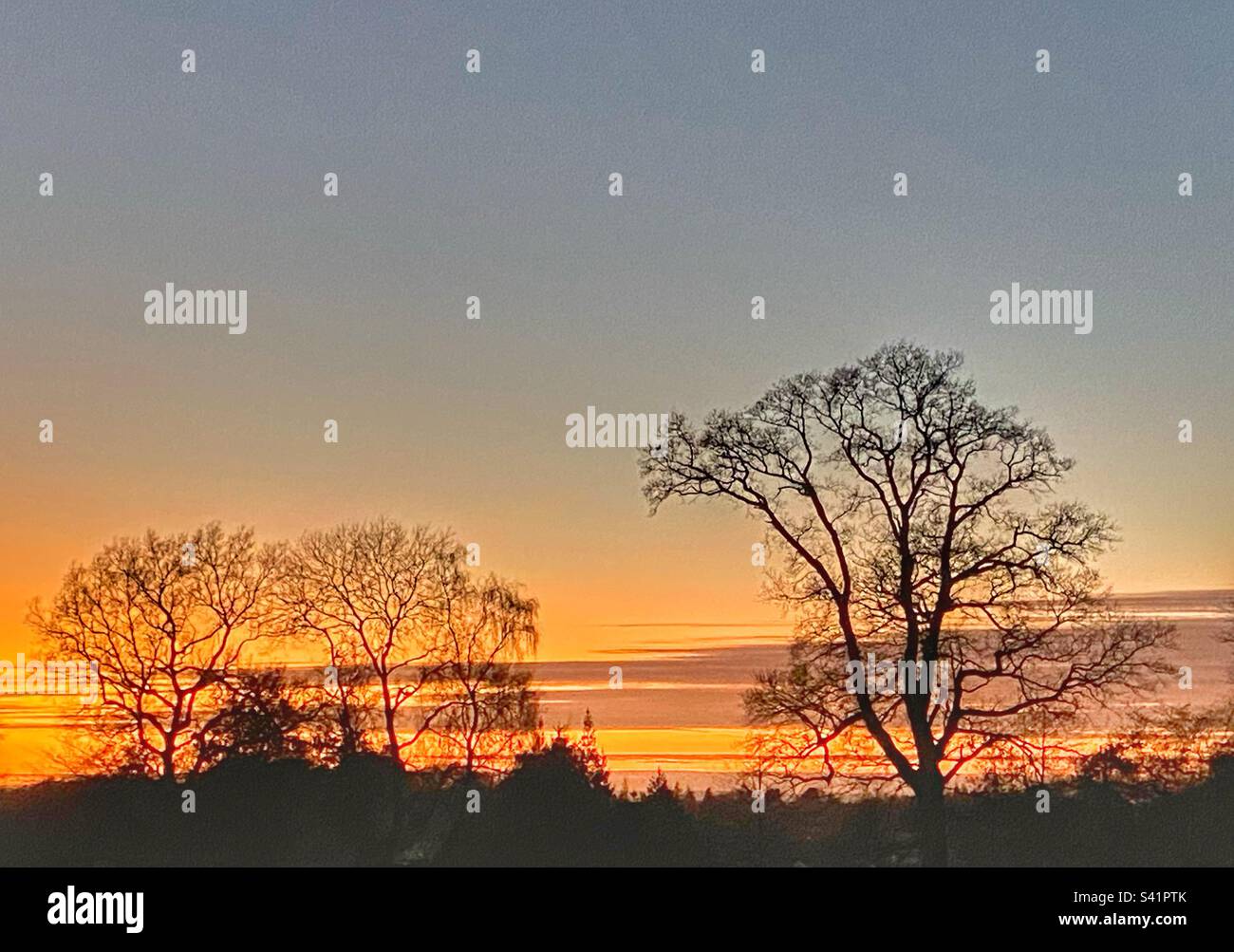 Tramonto dietro alberi - Immagine stock catturata con smartphone