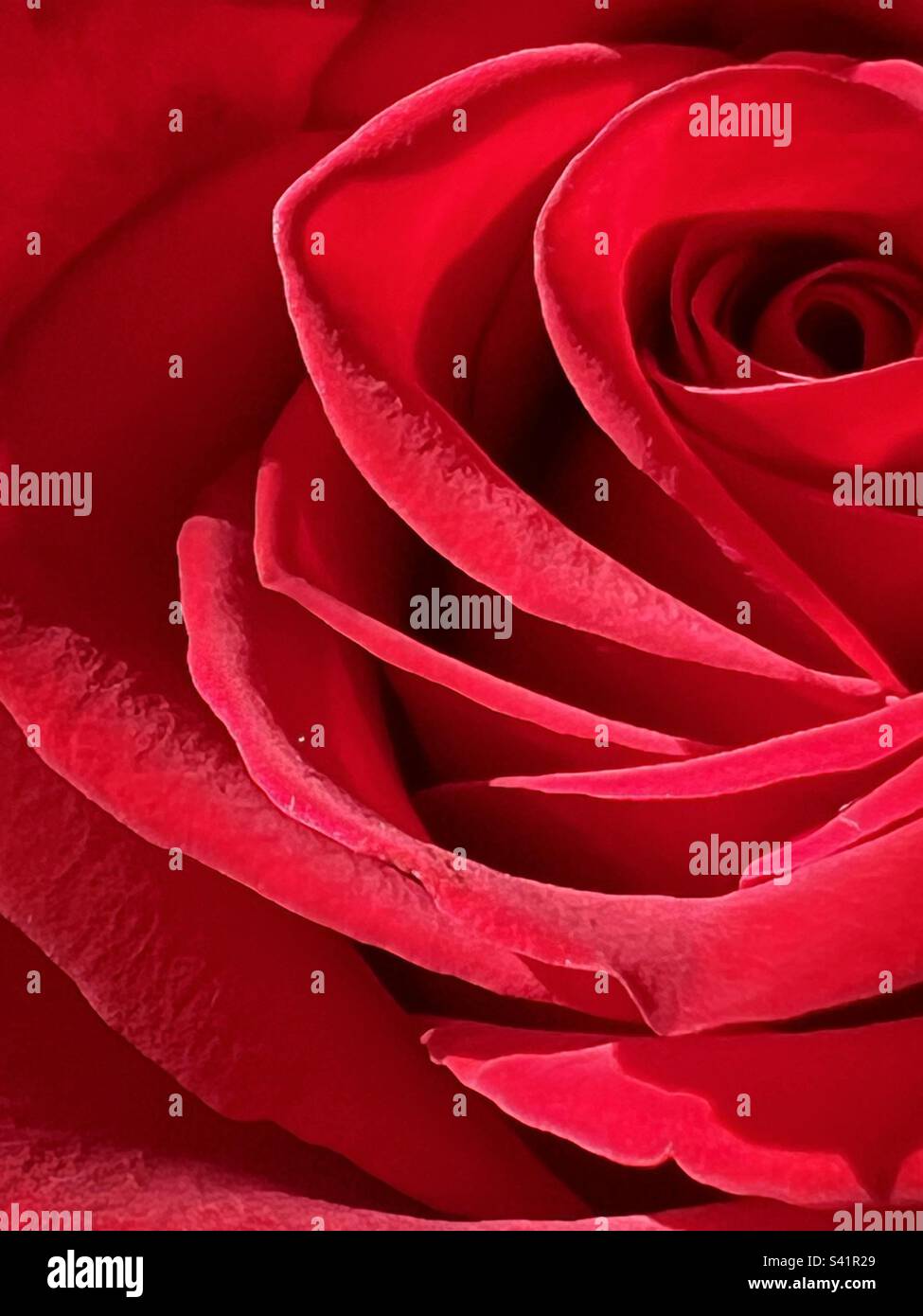 Rosa Rossa close up Foto Stock