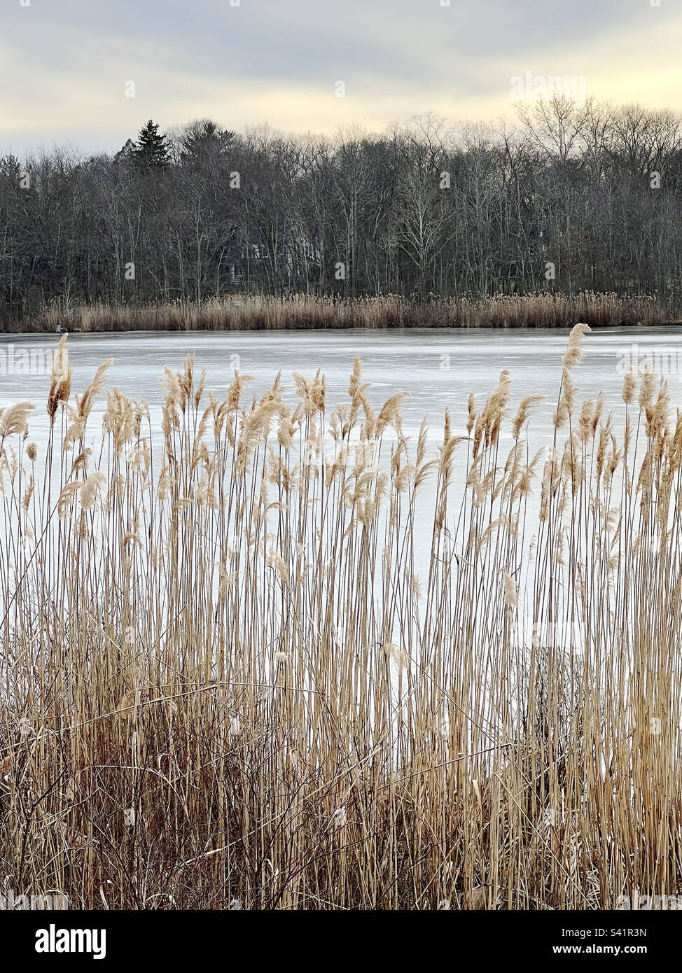 Un paesaggio invernale di canne accanto a uno stagno congelato ad Allendale, New Jersey, USA. - Immagine stock catturata con smartphone