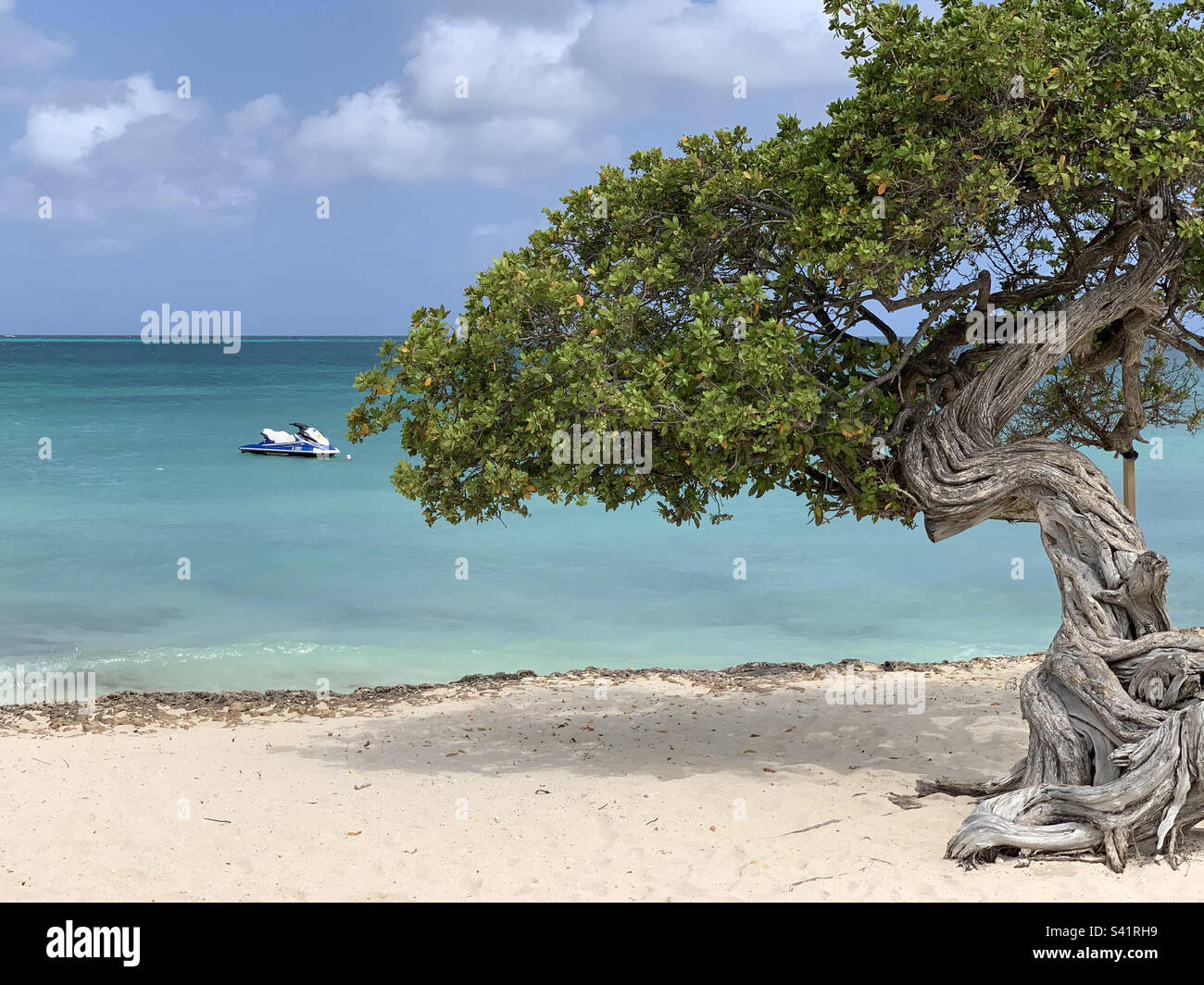 Divi divi albero su Eagle Beach ad Aruba con il Mar dei Caraibi sullo sfondo e una moto d'acqua Foto Stock