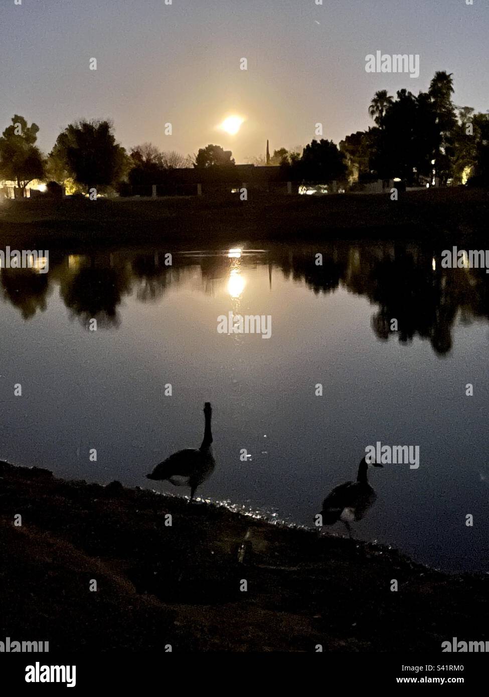 Oche canadesi, luna piena, Arizona, luce della luna, riflessi della luna, riflessi dell'albero, stagno Foto Stock