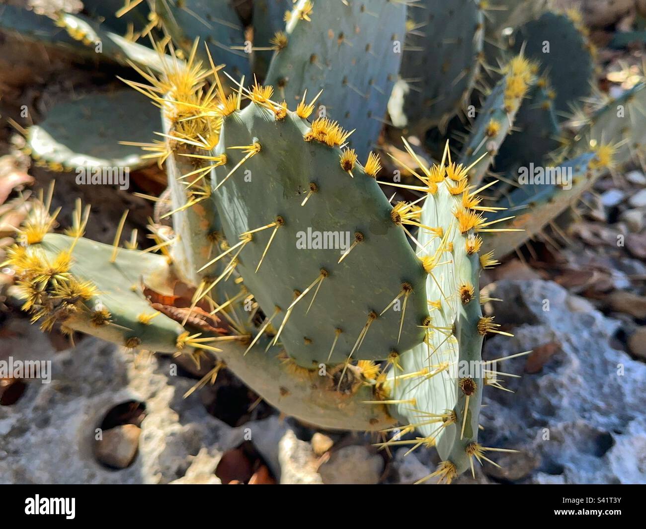 Pianta di Cactus con gli aghi taglienti. Fa parte della famiglia Cactaceae. Foto Stock