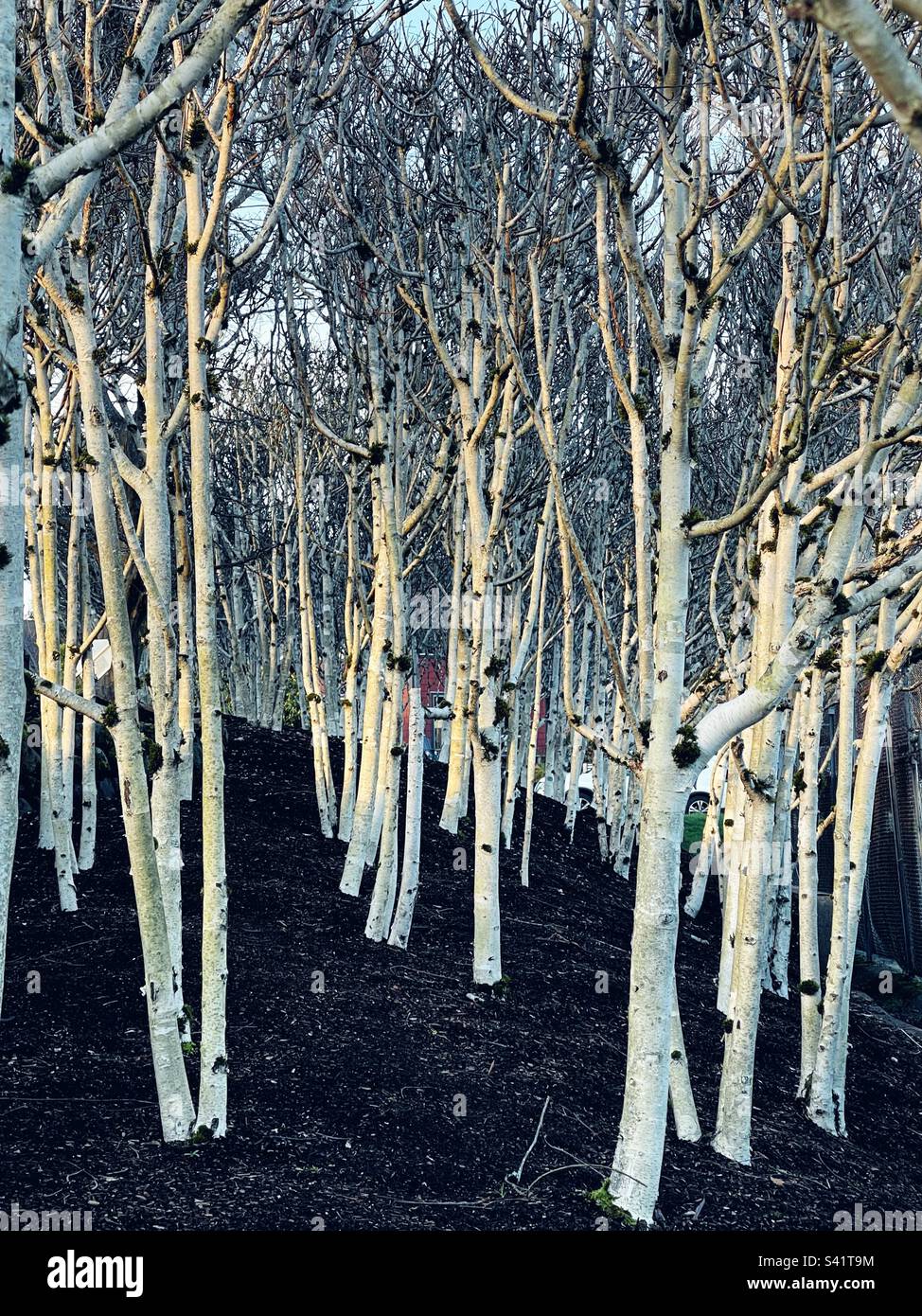 Aspen alberi in inverno Foto Stock