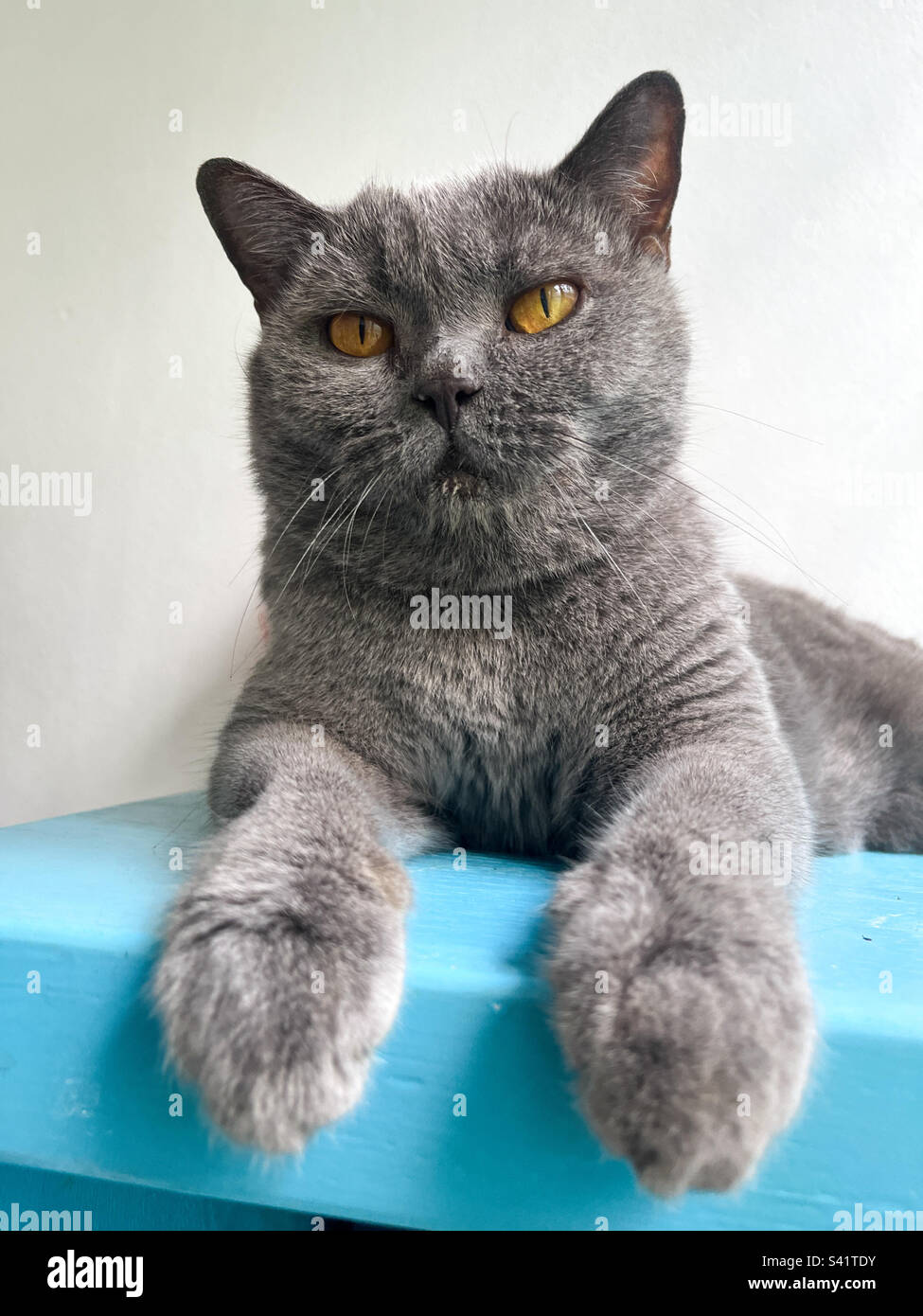 British Shorthair cat - Immagine stock catturata con smartphone