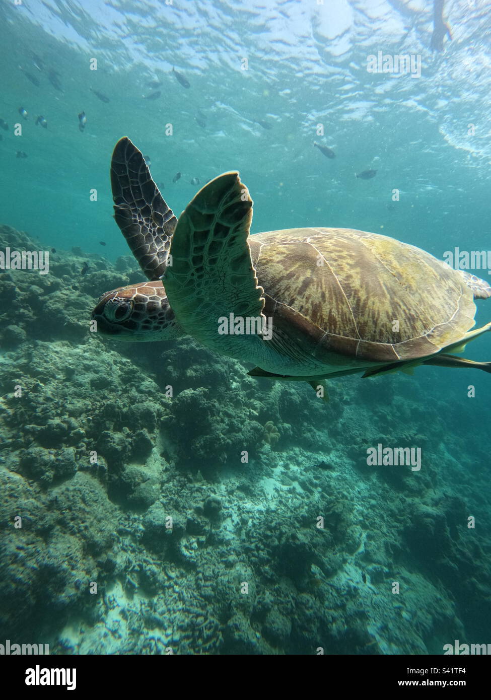 Sotto acqua con tartarughe Foto Stock
