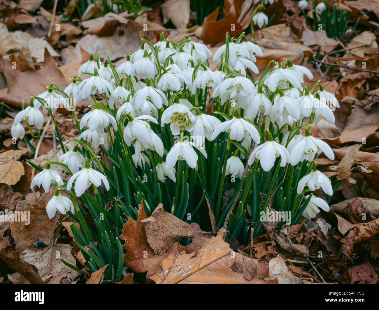 Fiori selvatici primaverili come gocce di neve, Galanthus, emergia attraverso le foglie di forset Foto Stock