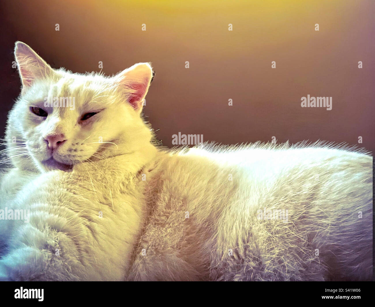 Gatto bianco che prende un pisolino Foto Stock
